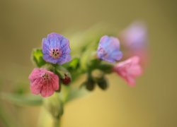 Różowe i fioletowe kwiatki w makro