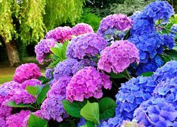 Hortensja, Różowe, Niebieskie, Kwiaty