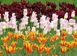 Różowe i pomarańczowe tulipany