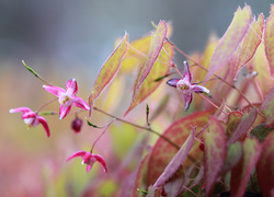 Różowe kwiaty epimedium