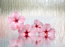Różowe kwiaty hibiskusa odbijają się w wodzie