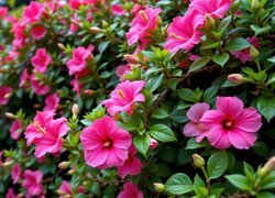 Hibiskus, Różowe, Kwiaty, Gałązki, Listki, Pąki