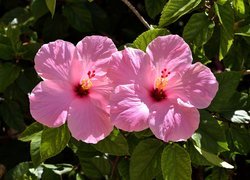 Różowe, Hibiskusy