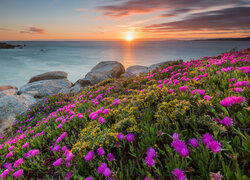 Różowe kwiaty i kamienie na brzegu morza