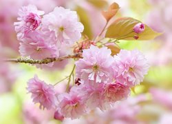 Różowe kwiaty i listki na gałązce kwitnącej wiśni