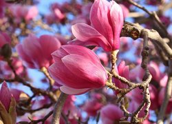 Różowe kwiaty i pąki magnolii na gałązkach