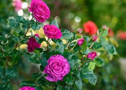 Różowe kwiaty i pąki róży na krzewie