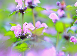 Różowe kwiaty jasnoty purpurowej w rozmyciu