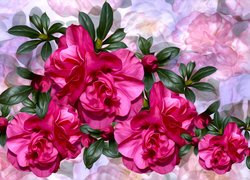Różowe kwiaty Kamelii