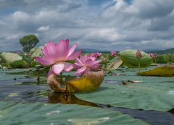 Różowe kwiaty lotosu i liście na wodzie