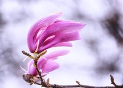 Magnolia, Kwiat, Różowy, Gałązka, Rozmycie