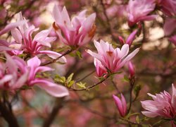 Różowe kwiaty magnolii na krzewie
