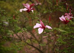 Różowe kwiaty magnolii purpurowej