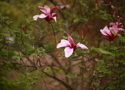 Magnolia purpurowa, Różowe, Kwiaty