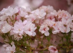 Różowe kwiaty na gałązkach wiśni japońskiej