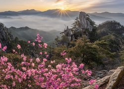 Góry, Unaksan, Wschód słońca, Skały, Mgła, Kwiaty, Różowe, Drzewa, Korea Południowa