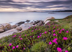 Różowe kwiaty obok skał nad morzem