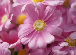 Różowe kwiaty Pericallis hybrida - cyneraria