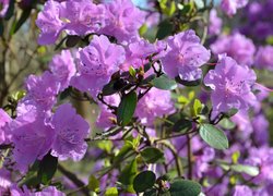Kwiaty, Rododendron, Różanecznik