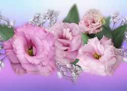 Różowe kwiaty z gipsówką