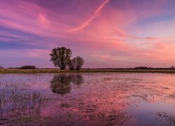 Różowe niebo nad rzeką Biebrza w Polsce