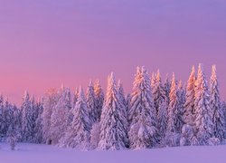 Zima, Śnieg, Drzewa, Zaróżowione, Niebo