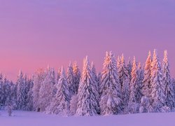Różowe niebo nad zasypanym śniegiem lasem
