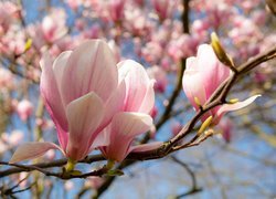 Magnolia, Różowe, Kwiaty, Pąki, Gałązki