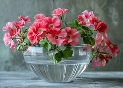 Różowe, Kwiaty, Pelargonia, Szklana, Miska