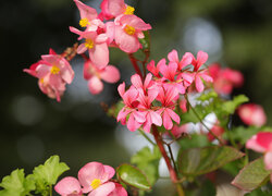 Pelargonie, Różowe, Kwiaty