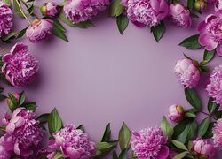 Różowe piwonie z listkami na liliowym tle