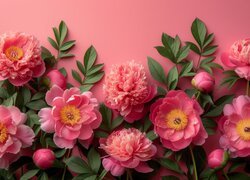 Różowe piwonie z pąkami na różowym tle