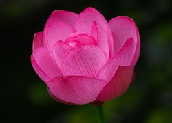 Różowe płatki kwiatu lotosu