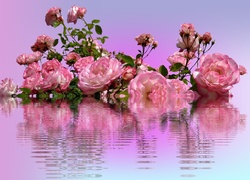 Różowe róże odbijają się w wodzie