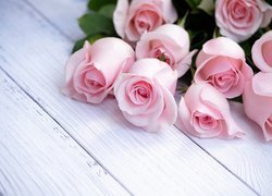 Różowe róże położone na białych deskach