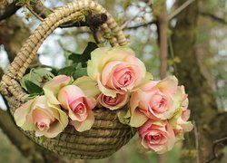 Różowe róże w koszyku wiszącym na gałęzi