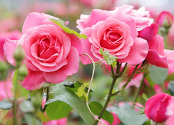 Różowe róże w rozkwicie