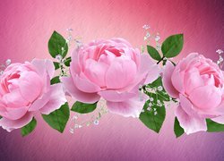Różowe róże z listkami