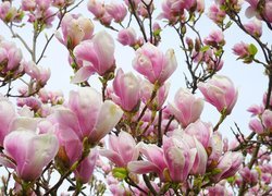 Różowe rozkwitające magnolie