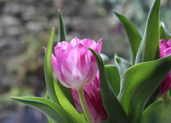 Różowe rozwinięte tulipany na rozmytym tle