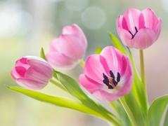 Różowe rozwinięte tulipany