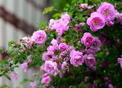 Różowe różyczki na krzewie