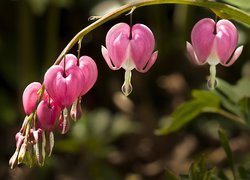 Dicentra, Różowe, Kwiaty, Serduszka okazałe