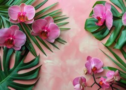 Storczyki, Orchidee, Różowe, Kwiaty, Liście