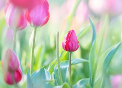Różowe tulipany i rozmyte tło