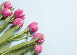 Kwiaty, Różowe, Tulipany, Liście