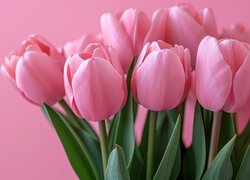 Różowe tulipany na różowym tle