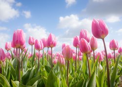 Różowe tulipany na tle nieba i chmur