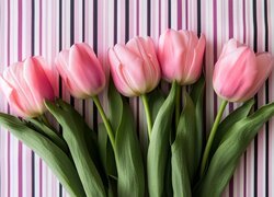 Różowe tulipany na tle w paski