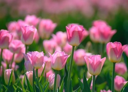 Różowe tulipany w blasku wiosennego słońca